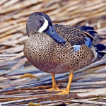 Blue-Winged_Teal_male