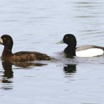 Greater_Scaup_pair