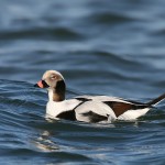 Long-tailed-duck
