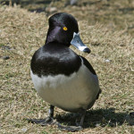 Ring-necked_Duck_male