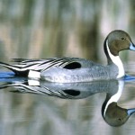 northern-pintail-male